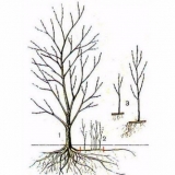 Kako se nositi s izbojcima trešnje u vrtu i na gradilištu, uništite izdanke bez iščupanja